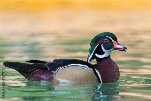 wood duck - Aix sponsa