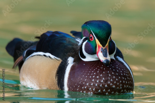 wood duck - Aix sponsa