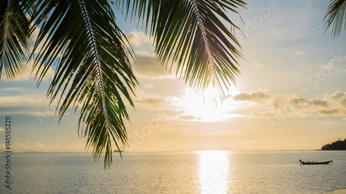 The sun's rays passing through the palm branch. Tropical trees on the coast. Sunset time