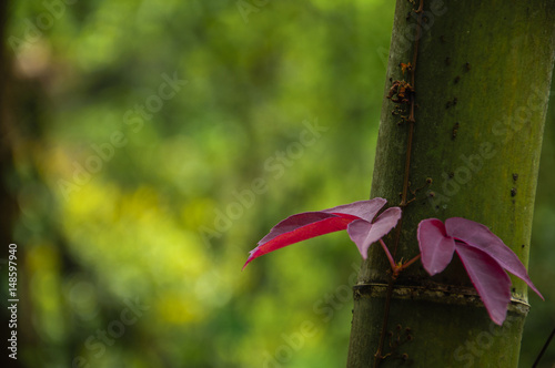 The red leaves on the bamboo closeup 