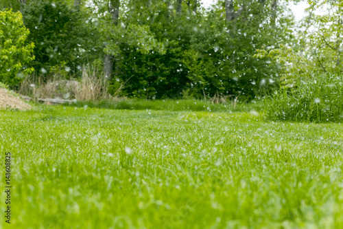 Cottonwood poplar fluff like a summer snow Poplar cottonwood fluff flies. At Park fluff flies in air, at sunny summer day.