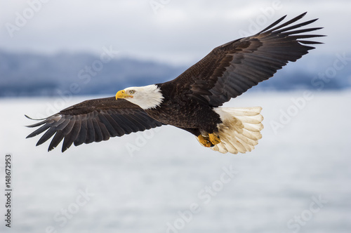 Bald eagle soaring over Alaska Bay near Homer