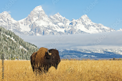 Bison in front of Grand Teton Mountain range with grass in foreground