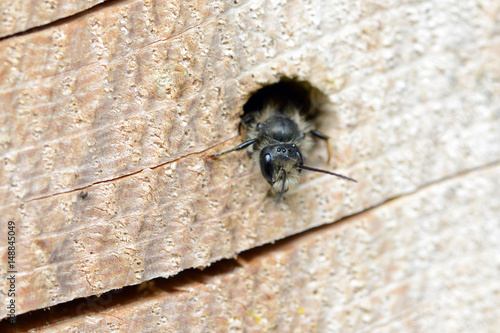 solitary wild bee (Osmia bicornis) looking out of a hole in a tree trunk. insect hotel.