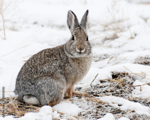 Mountain Cottontail