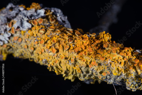 Lichen