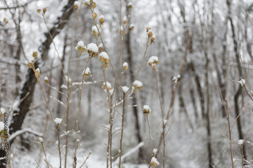 Dead Snow Covered Plants