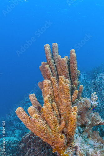 Agelas conifera, brown tube sponge