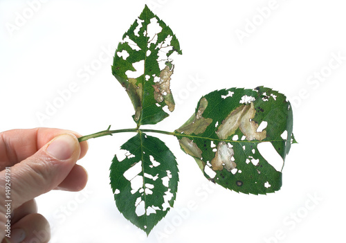 Mined leaf of rose / Emmetia angusticollella / Coptotriche angusticollella / 