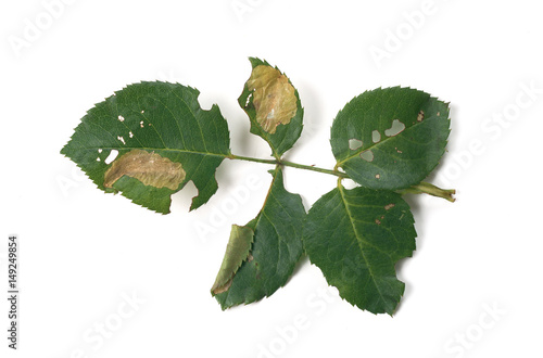 Mined leaf of rose / Emmetia angusticollella / Coptotriche angusticollella / 