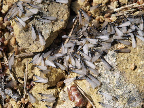 termite lucifuge imagos ailés