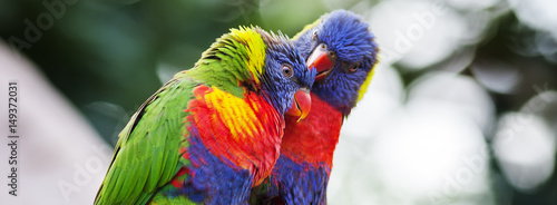 lori Lorikeet