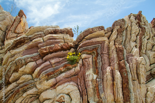Folded limestone with a yellow flower on Crete, Greece