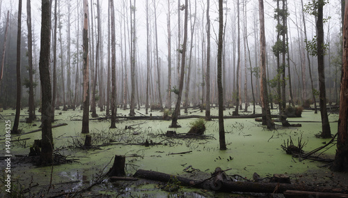 Panoramic view of a misty swamp in the forest with copy space