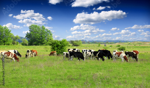 Cows grazing on pasture