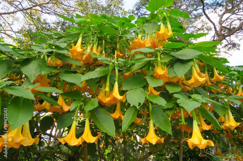 beautiful giant datura tree in a garden