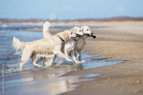 three golden retriever dogs carrying a stick together on a beach