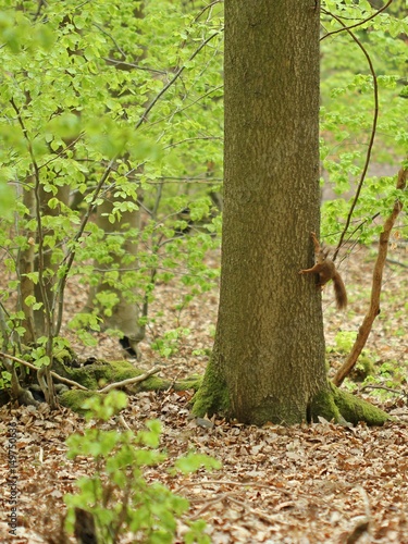 Eichhörnchen (Sciurus vulgaris) an Baumstamm 