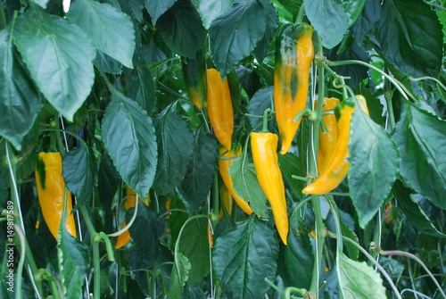 Paprika Spitzpaprika gelb Anbau Pflanze Gewächshaus Gemüse Blatt scharf Paprikapflanze bestäuben Landwirtschaft Ackerbau Ernte ernten frisch Bio Bioanbau Vegetarisch Veggi Knoblauchsland 