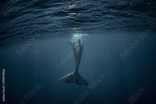Sperm whale underwater view from back. Whale tail in Atlantic ocean