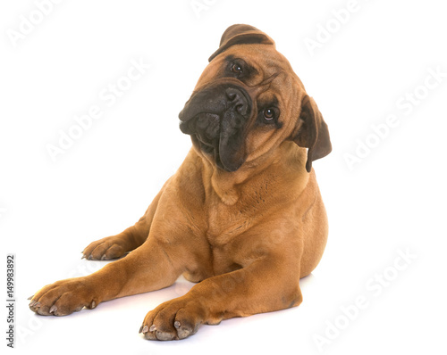 puppy bull mastiff