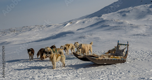Sled dogs in ilulissat, Greebland
