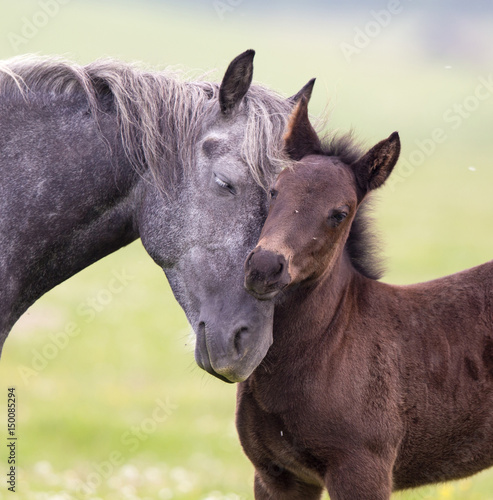 Horse and foal love and care