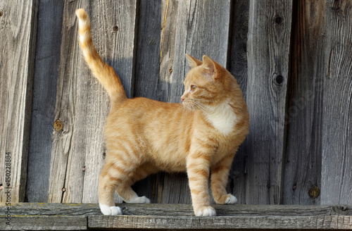 Small ginger tabby cat on wooden fence background.