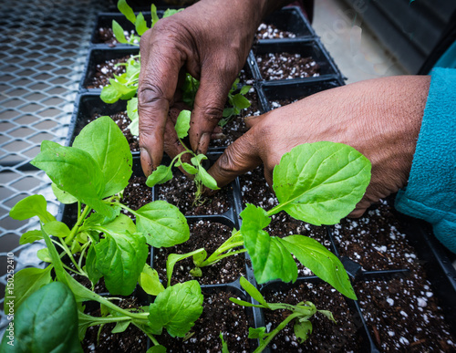 human hands thinning seedlings and transplanting into new pots 