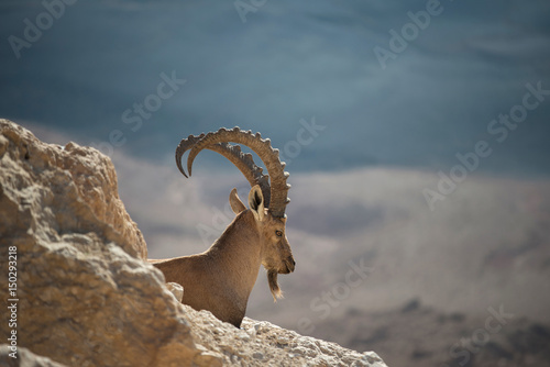 Desert sentry