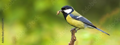 Great tit, on a branch with spider in beak