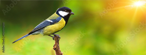 Great tit, on a branch