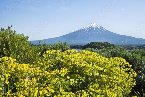 Mt.Fuji and small yellow flowers in Japan.
