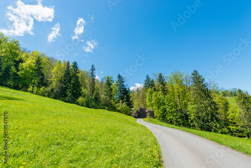 Road in the summer forest. Along the Alpine meadows.