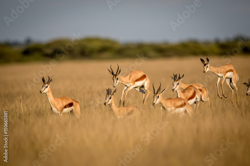 Springboks pronking in the Central Kalahari.