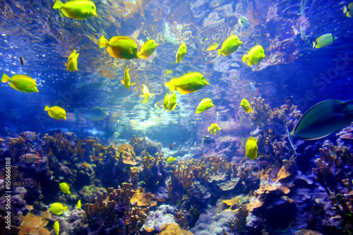 Colorful tropical fish living in coral reefs of Maui, Hawaii