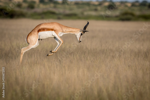 Springbok pronking in the Central Kalahari.