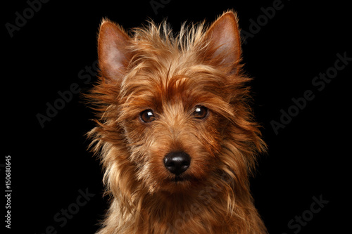 Close-up portrait of cute australian terrier dog looking in camera on isolated black background, front view