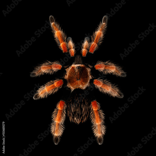 Top view on Big Spider, hairy Red Tarantula brachypelma boehmei isolated Black Background