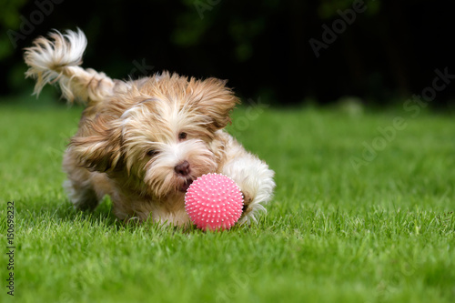 Playful havanese puppy dog chasing a pink ball in the grass