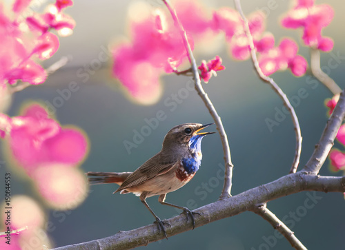 a blue bird sings in the spring garden blooming pink on a tree branch