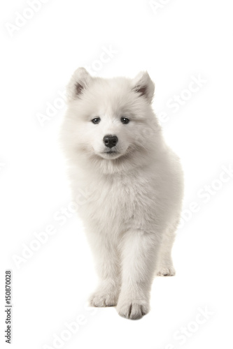 Cute standing white samoyed puppy seen from the front looking at the camera isolated on a white background