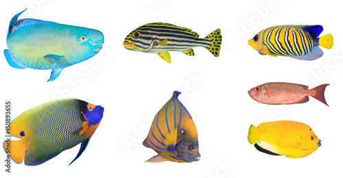 Fish isolated. Tropical fish on white background. Parrotfish, Sweetlips fish, Angelfishes 