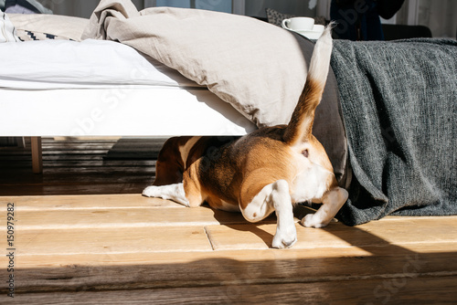 The beagle dog crawls under the bed. On the background of a beautiful stylish room