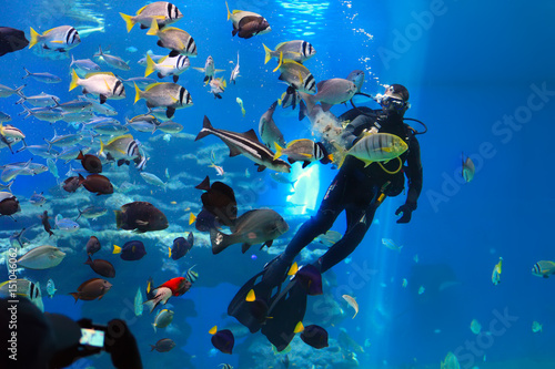 diver is feeding fishes in the Shark Pool of Coral World Underwater Observatory aquarium in Eilat, Israel.
