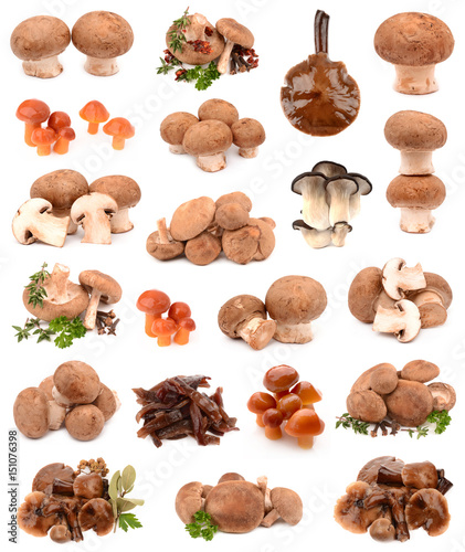 collection of mushrooms