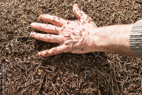 Men hand lies in the anthill and ants running around on it