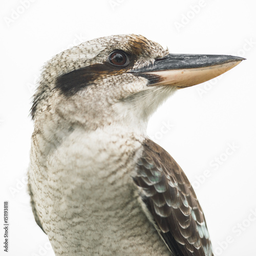 Australian kookaburra by itself resting outdoors during the day in Queensland