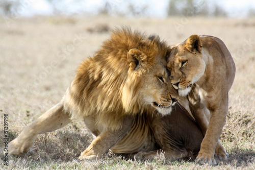 Lions in love