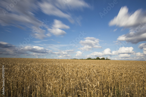 Wheat Fields